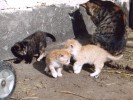 Katzenbabys toben in der Sonne