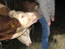 Vorsicht Kühe mit langen Zungen!
